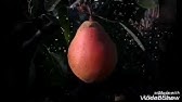 слива Любимица Султана - YouTube