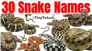 बच्चों के लिए 30 साँपों के नाम | 30 Snake Names for Kids | Preschool Animal Learning Video