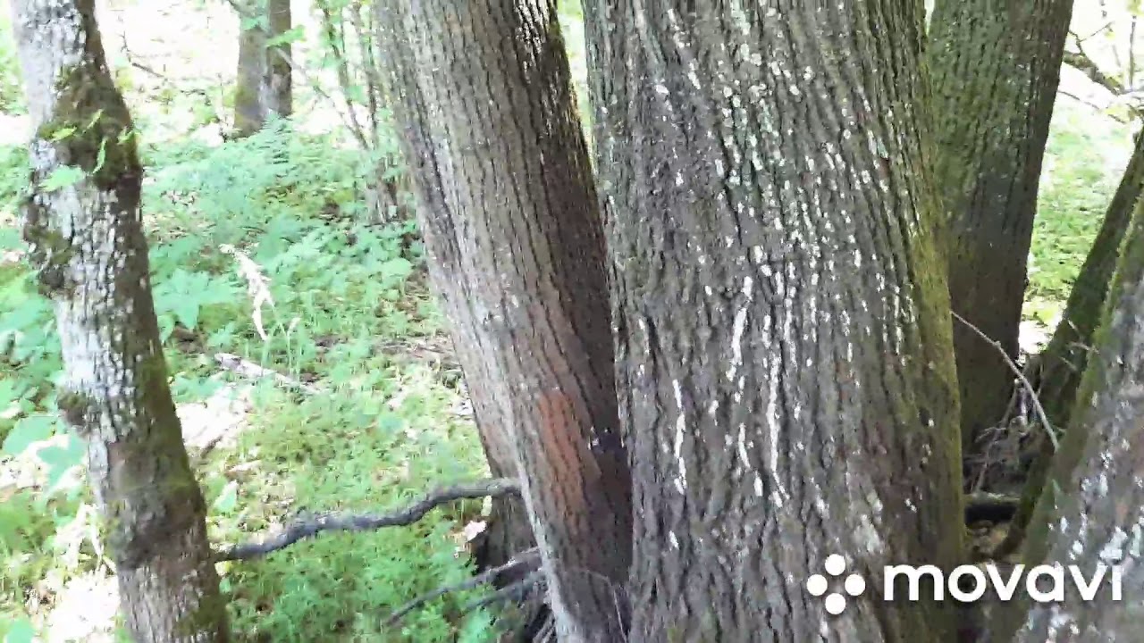 Башкирский лес екатеринбург базовый. Клен в Башкирии в лесу.