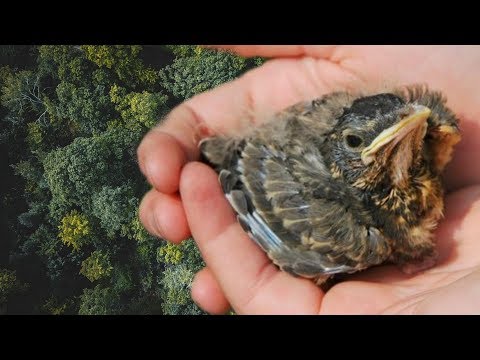 Video: Wie Man Sich Um Ein Verlorenes Vogelbaby Kümmert