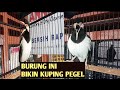 Jalak Suren Ini Bikin Telinga Pegel Dan Bersuara Unik Mp3 - Mp4 Download