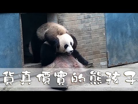 《熊貓早晚安》貨真價實的熊孩子 | iPanda熊貓頻道