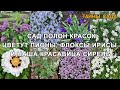 Сад в конце мая. Цветут пионы, флоксы, ирисы и наша красавица сирень + обзор новых растений для сада