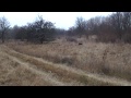 Охота на дикого фазана. Отличный результат. "Экзамен" молодой собаки. Hunting for a wild pheasant