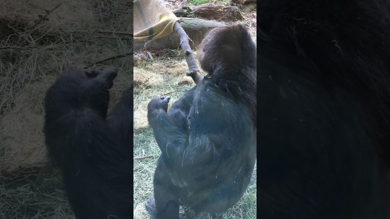 Zoo gorilla eats own feces YouTube
