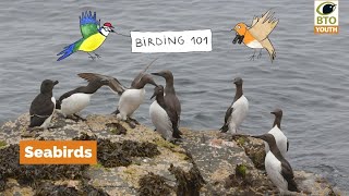 #BTOYouth Birding 101  Seabirds