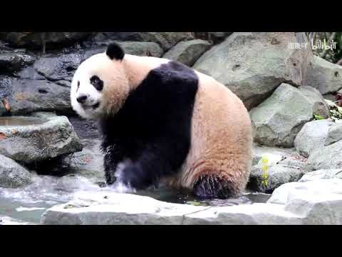 【大熊猫小川】拍水