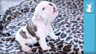 Wrinkly Bulldog Puppy Howls! SO DARN CUTE!  Puppy Love