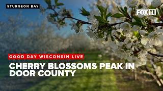 Cherry blossoms in full bloom: Robertson Orchards of Door County ￼