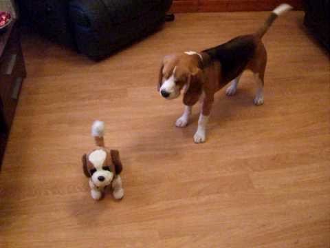 Stupid Beagle (Captain) - YouTube