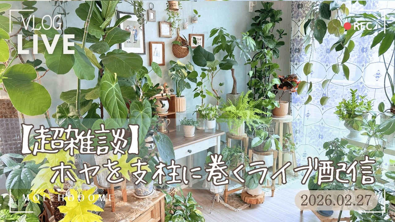 【ホヤ】支柱に巻きつけするライブ