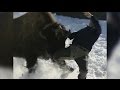 WILD: Angry Bison Charges at Ex Fire Fighter