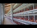 Alaso - Layer and Pullet Cage Systems (ENGLISH)