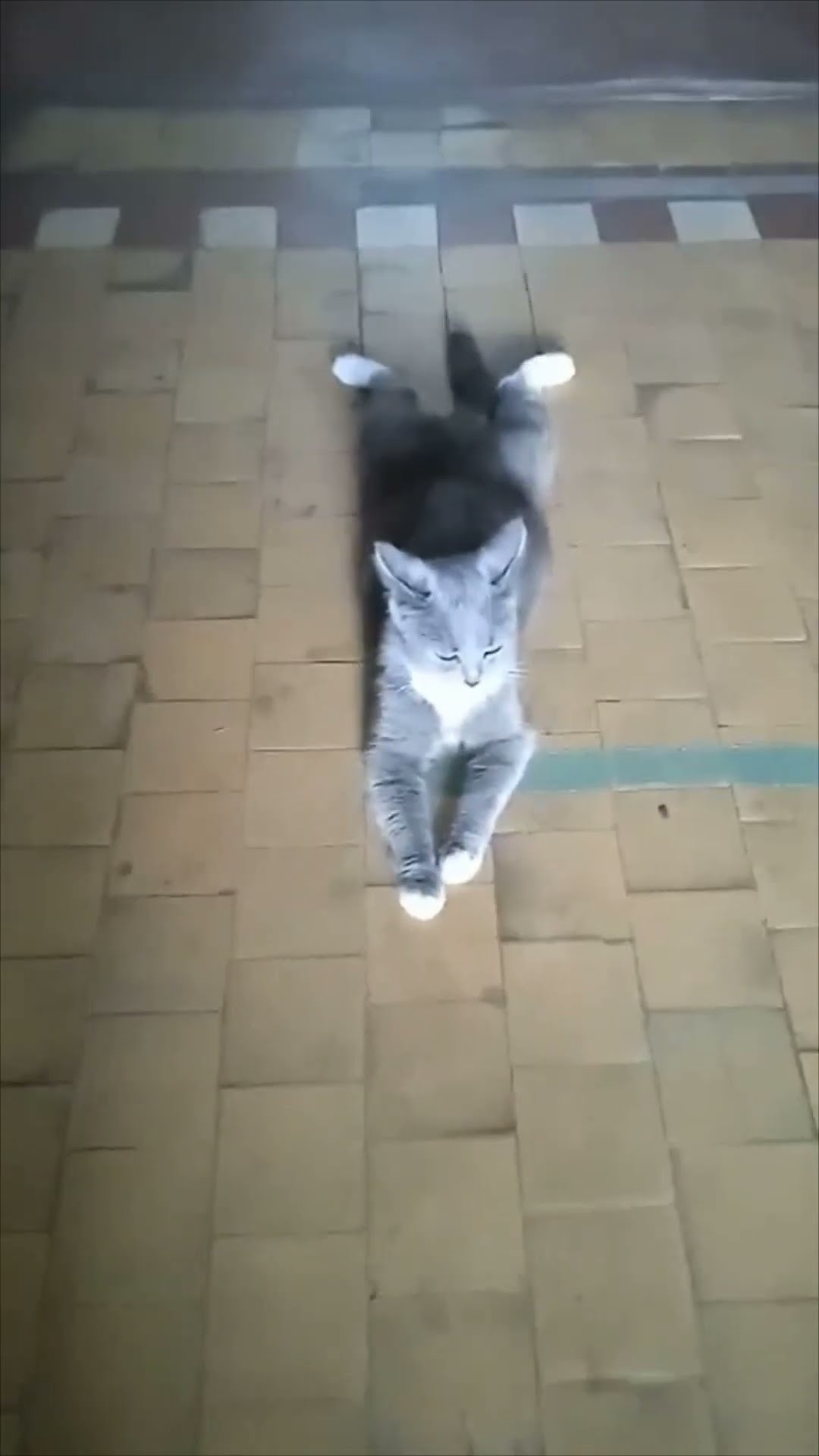 Cat Sprawled Out on Its Belly in a Funny Position