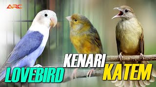 KOMPILASI MASTERAN KAPAS TEMBAK - LOVEBIRD - KENARI  | AUDIO HD