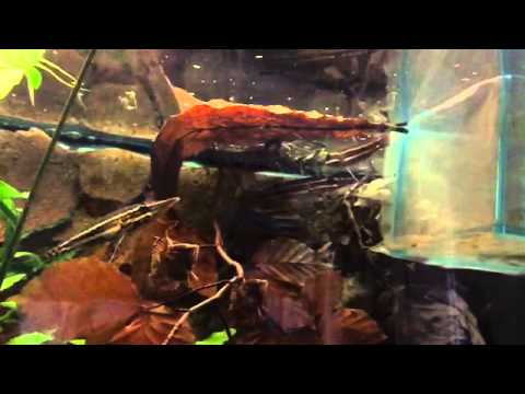 Luciocephalus pulcher engulfing fish (slowmotion)