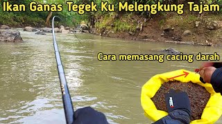 Umpan Alami Terbaik Untuk Mancing  Ikan disungai & Cara menggunakan nya!!