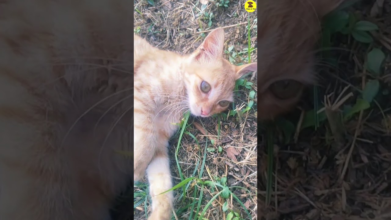 This kitten planing  but  successfully failed that's why boring 😴,