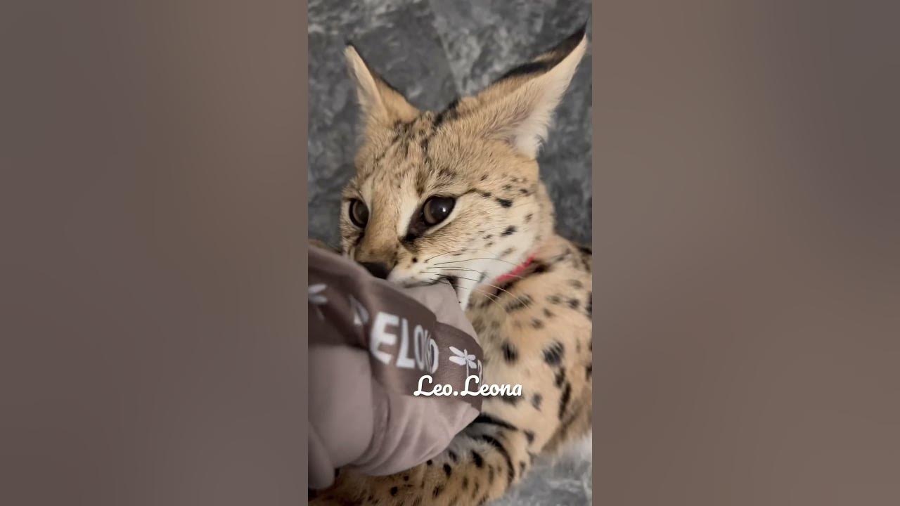 Mommy, play with me ️ ️ ️ Leona play, bite and purr 😅 Serval cat 