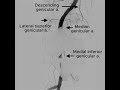 The TAME Lab: Overcoming Prosthesis Overlap in Knee