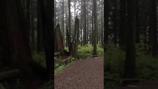 Mundy park, forest garden 2017102504