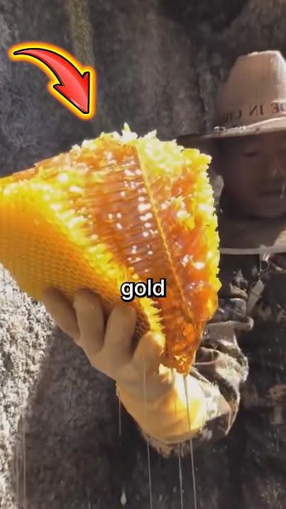 Risking Everything For The World’s Most Expensive Honey!