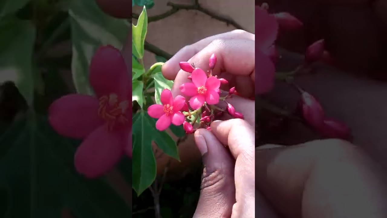 Introduction of flowers YouTube