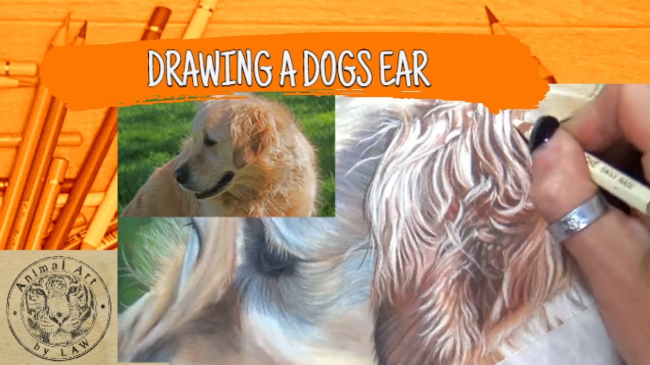 faber castell consultancy Drawing a dog's ear using Colored pencils & PanPastels