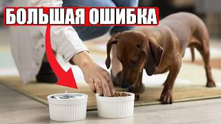 видео: ЭТИ Ошибки Ежедневного Кормления Совершают 92% Владельцев Собак! картинка: ЭТИ Ошибки Ежедневного Кормления Совершают 92% Владельцев Собак!