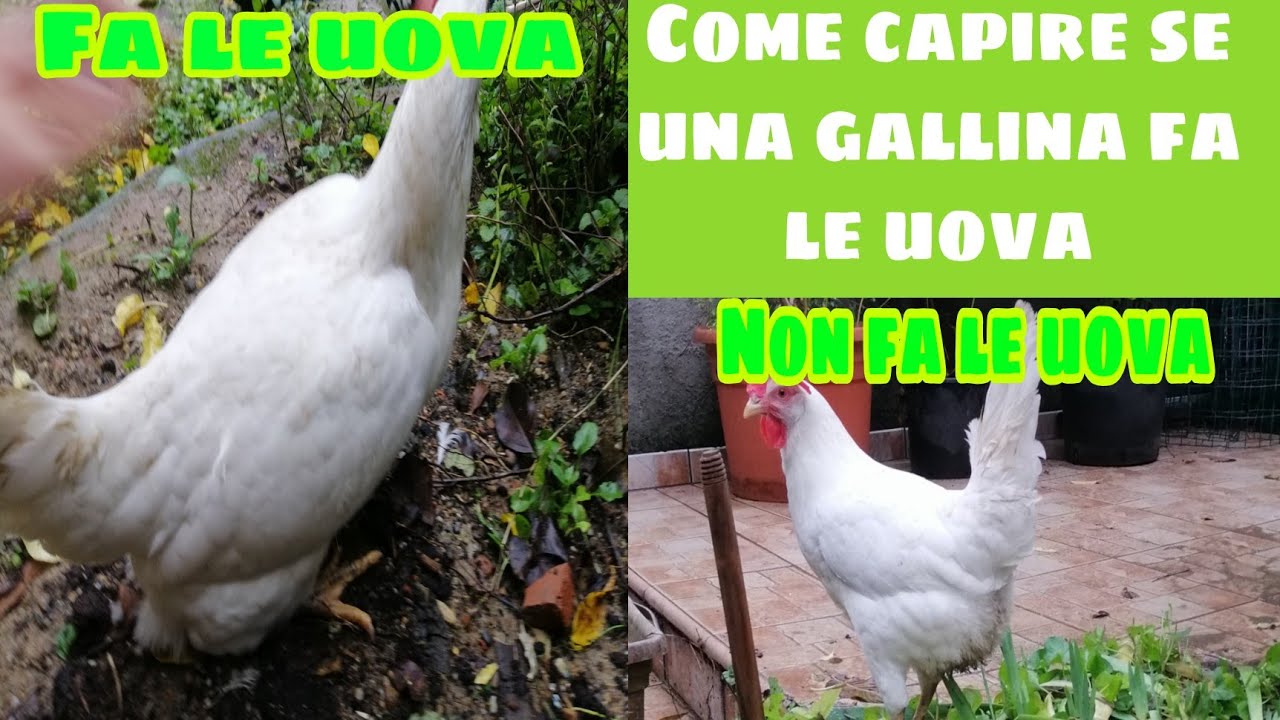 Cuanto cuesta criar una gallina ponedora