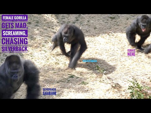 Angry Oldest Female Gorilla Chasing Silverback & Screaming