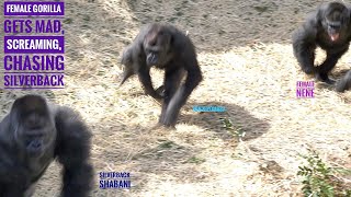 Разъяренная самка гориллы гонится за крупным самцом | Шабани и Нене | Зоопарк Хигашияма