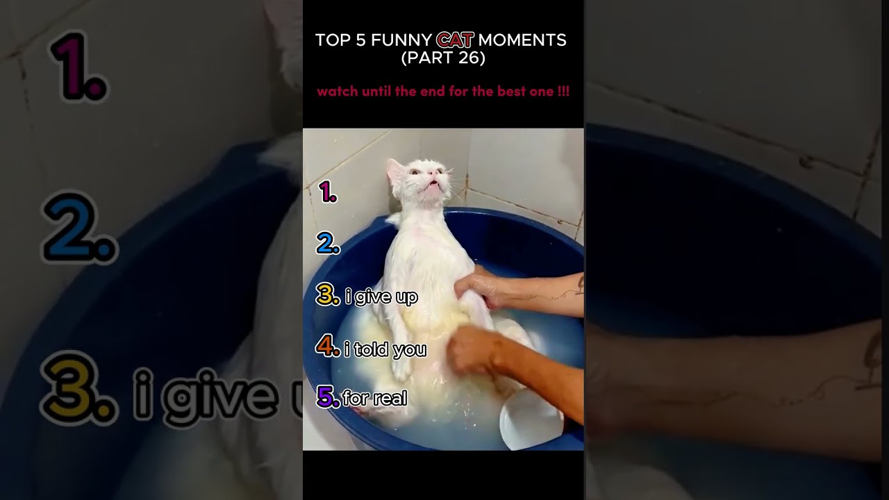 Top 5 Funny Cat Moments 