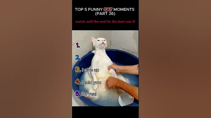 top 5 funny cat moments!!!😂😂😂