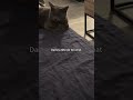Elle pense qu’à ça #cat #chat