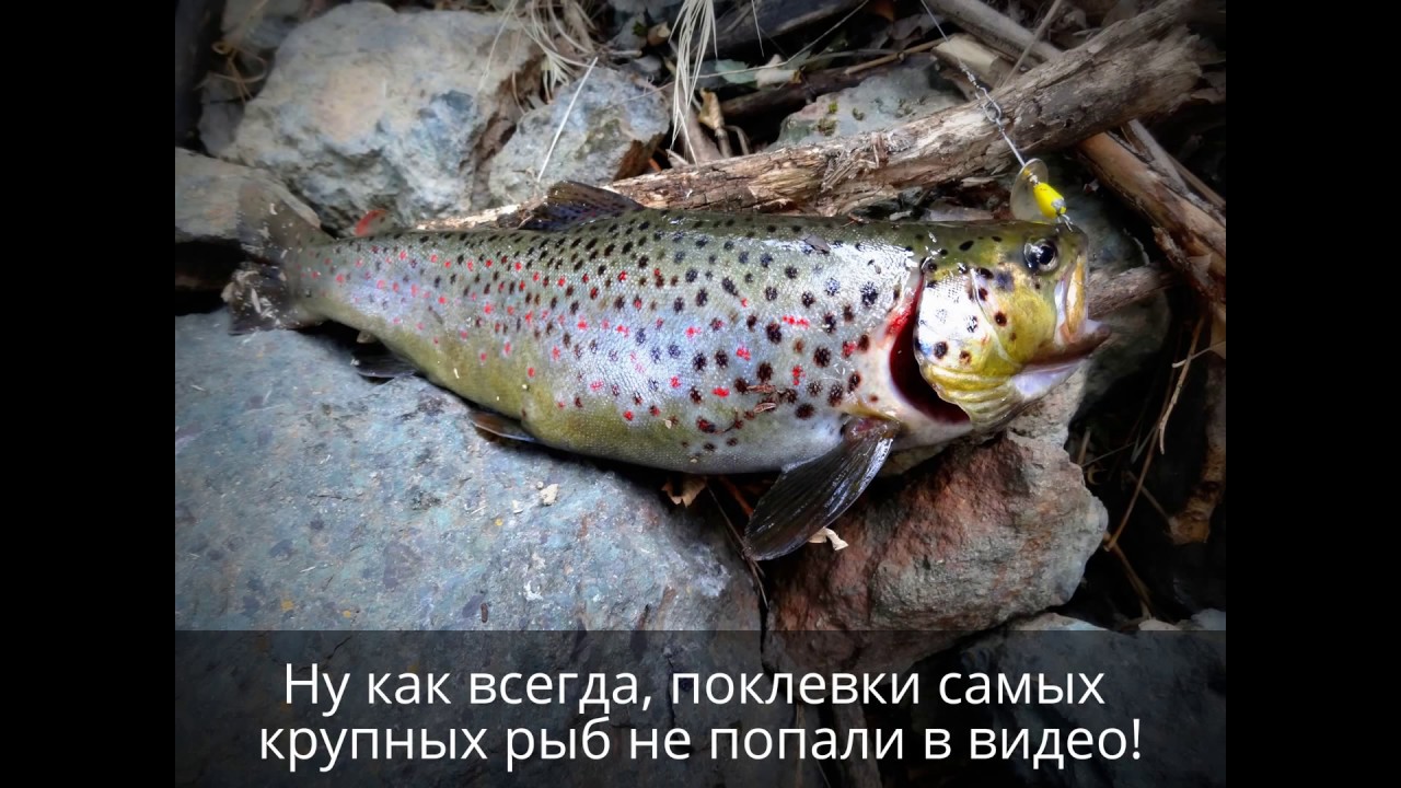 #1 Ловля Фореля на Спиннинг в Армении / Lure Fishing For Trout in Armenia