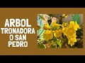 ARBOL TRONADORA - SAN PEDRO CUIDADOS E INFORMACION - TECOMA STANS