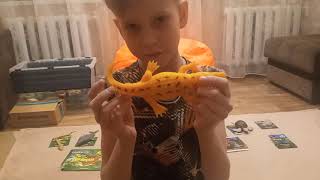 Вся моя коллекция ико макси и пистозавр