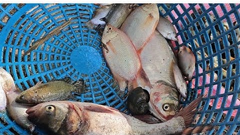 Giăng lưới cá Go mùa nước nổi