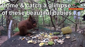 Come on you reds - bringing back Red Squirrels to Britain