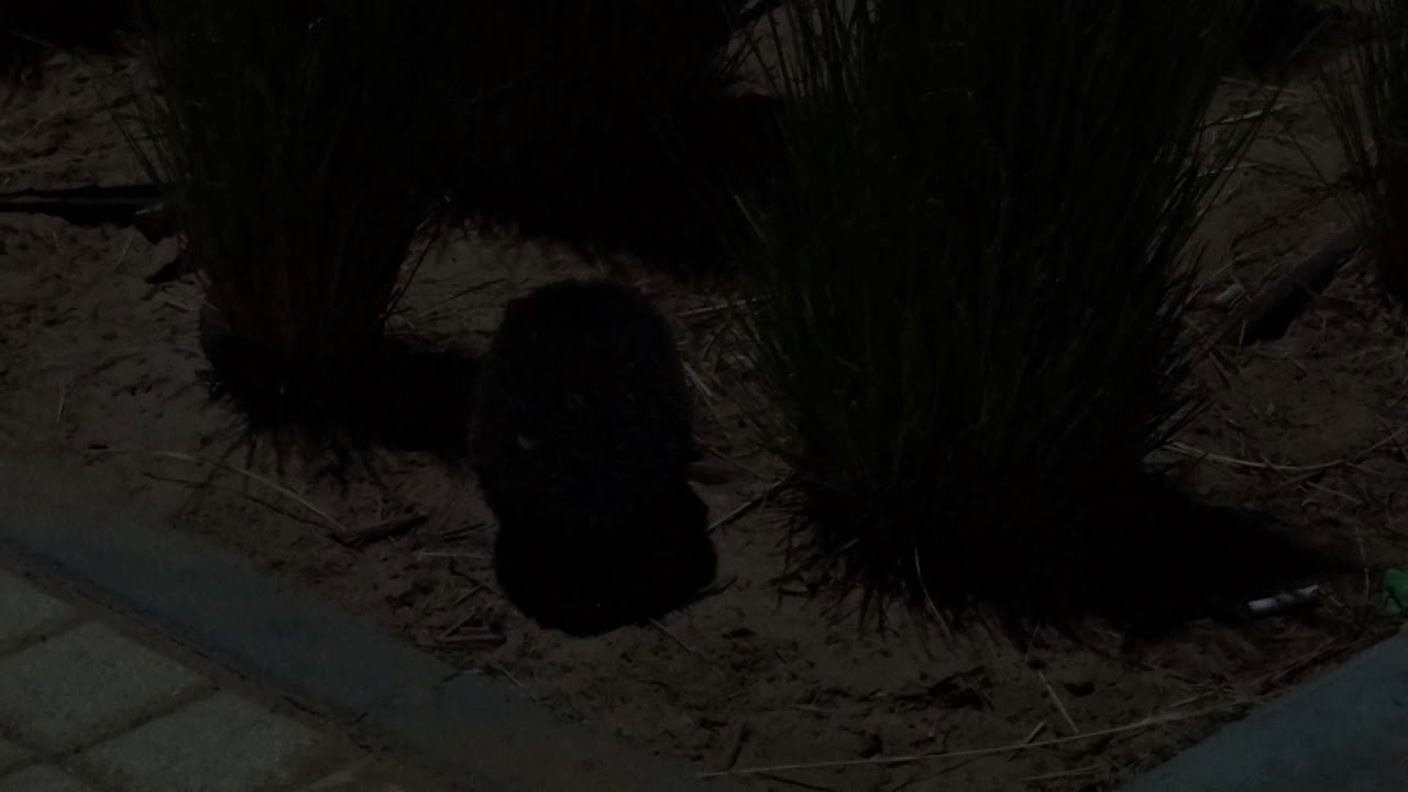 Brandt's Hedgehog (Paraechinus hypomelas), near Abu Dhabi and Dubai, United Arab Emirates (UAE)