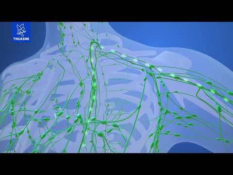 Vidéo: Où est le ganglion lymphatique périaortique ?
