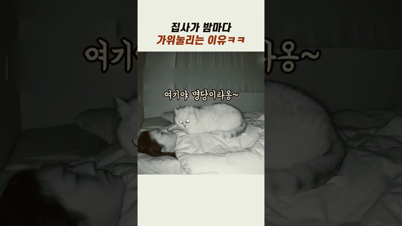 집사가 밤마다 가위눌리는 이유 #웃긴고양이 #냥이 #반려묘