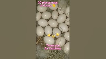 2 mother ducks, share in one place to lay eggs, just for fun, just boring, amazing...