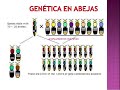 Como es un Programa de Mejoramiento de Abejas #5 - preguntas sobre mejoramiento genetico de Abejas