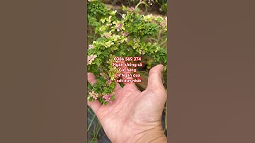 Cây Cần thăng đột biến | 0386569374 - Ngọc Ngân Bến Tre | Chuyên cây độc lạ