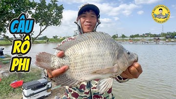 Câu Cá Rô Phi Hồ Dịch Vụ: Thật Đơn Giản?