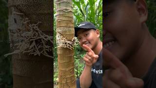 Cara cangkok pepaya 100%  berhasil #shorts