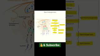 What is spermatogenesis? #anatomy #physiology #sperm #spermatogenesis #viral