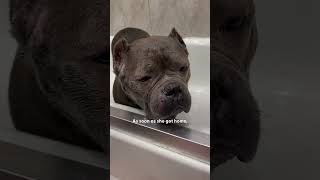 Pittie From Overcrowded Shelter Plays With Toys For The First Time The Dodo